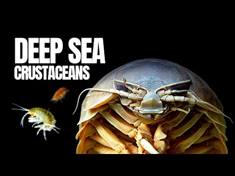 The Giant 'Insects' of the Deep Sea