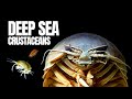 The Giant Insects Of The Deep Sea