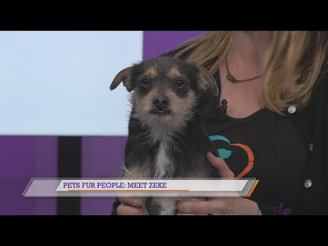 Pets Fur People: Meet Zeke - YouTube
