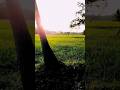 പറ നിറയെ പൊന്നളക്കും Onam Theme Song Shorts