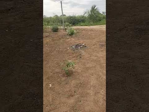 #shorts . continua fechado o tempo ainda aqui em Cachoeira do mato Bahia