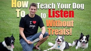 How to Get your Dog to Listen Without Treats