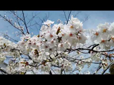 isu sakura2022
