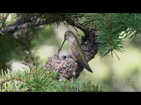 Broad tailed Hummingbird Feeding Chick Morning Light in 4K