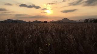 順天湾の葦原 夕焼け
