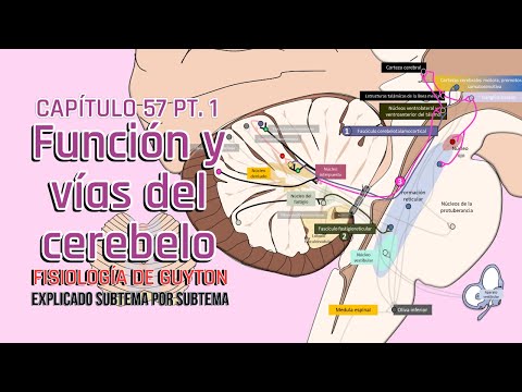 CHAPTER 57 1/6: Function and afferent and efferent pathways of the cerebellum | Guyton's Physiology