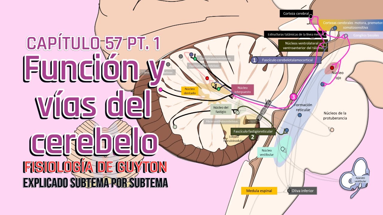 CAP 57 1/6: Función y vías aferentes y eferentes del cerebelo l Fisiología de Guyton