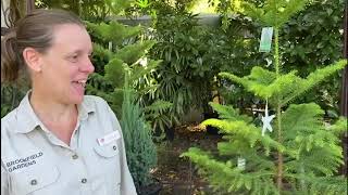 All about Christmas Trees and how to care for them!