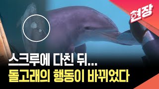 [현장영상] 강릉 사는 남방큰돌고래의 ‘성장기’…“안목아, 다치지마” / KBS 2026.04.10.