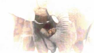 The Beta Band - Push It Out (Snack TIme Video)