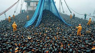 Inside the Largest Mussel Farm & Processing Factory — From Ocean Ropes