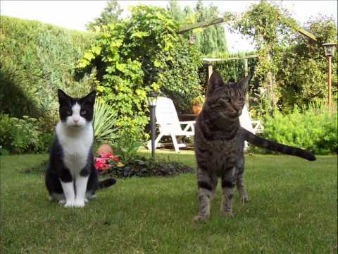 andreas holm - siebenmal morgenrot siebenmal abendrot .wmv