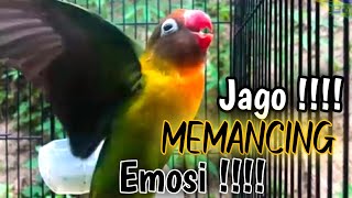 Download lagu Masteran burung Lovebird,suara burung Lovebird ngekek panjang mp3