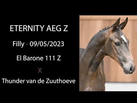Eternity AEG Z (El Barone 111 Z x Thunder van de Zuuthoeve)