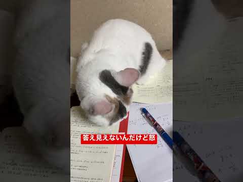 史学科 ②飼い主に意地でも勉強させない猫#shorts