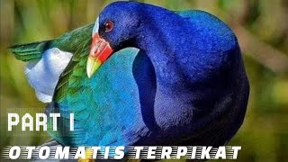 Download lagu ⭐Suara Pikat Burung Mandar Biru//Purple Swamphen (Porphyrio porphyrio/Super jernih 100% Ampuh‼️ mp3