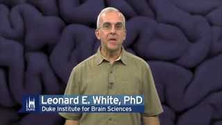 Foundational Neuroscience for Perception and Action with Leonard E. White