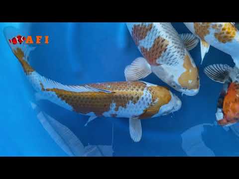 Top quality benigoi fish aquariumfishindia