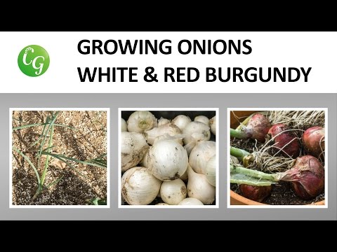 Growing Onion From Sets How To Grow Great Onions