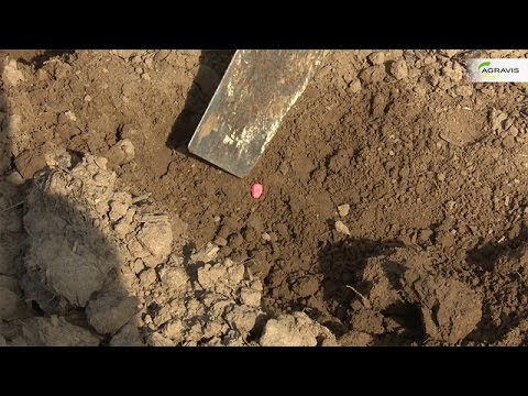 Genau auf den Punkt: Mit NetFarming liegt der Mais richtig.