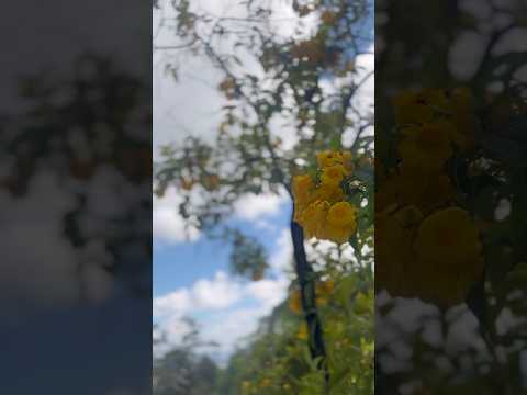 #natureza #novalima #minasgerais #nature