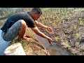 NGUREUK BELUT SAWAH