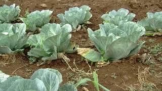 Managing Black rot in cabbage (Summary)