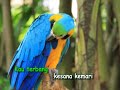 Lagu Anak HHK Kicau Burung