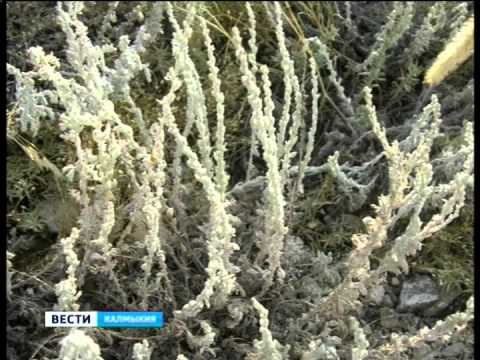 Вести «Калмыкия»: вечерний выпуск 23.07.2014