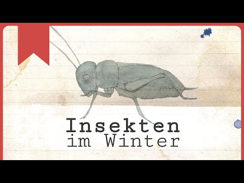 Insects in winter: How they survive the cold