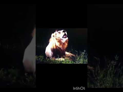 MR T Is Very sad After Death of  his brother Kinky tail| #love #sad #mapogo Mapogo Lions