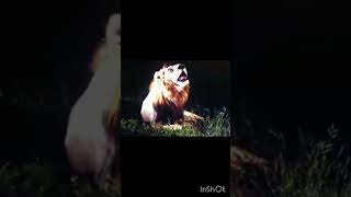 MR T Is Very sad After Death of  his brother Kinky tail| #love #sad #mapogo Mapogo Lions