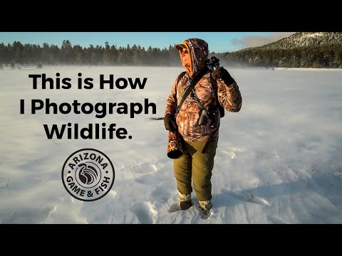 This is How I Photograph Wildlife