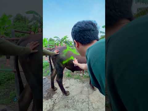 Kasih Nama Sapi Kurban Aletha Abew #alethaabew