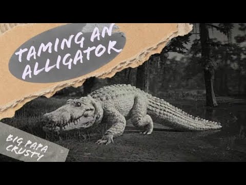 Taming an Alligator in Red Dead Redemption 2
