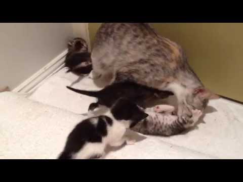 How mother cat stimulates kittens to go to the bathroom