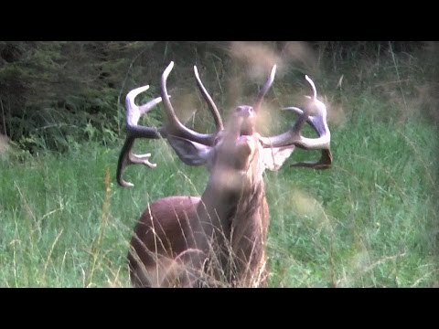 Hirschjagd - Rotwildbrunft im September 2016