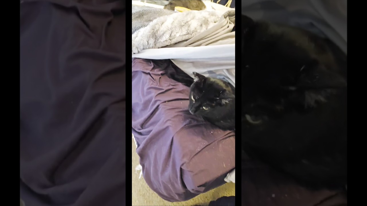 Enlarge Hercules, an adoptable Domestic Short Hair in Lacey, WA video 6/6