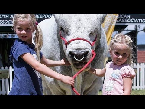 Qurbani ke janwar bade bade bachade pure white Bell