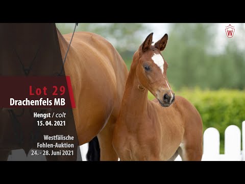 Westfälische Fohlen-Auktion Lot 29 Drachenfels MB Hengst v. Dancier Gold -  Franziskus