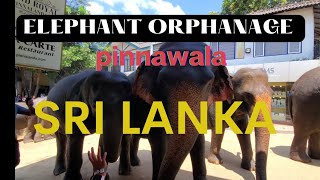 Elephant 🐘 Orphanage Sri Lanka 🇱🇰 ♥️ 💖👌👍👍🧡❤️❤️💚💚💜💛💚❤️💖💖 #subscribe #like #share @AWESOMEANIMALSWITHA