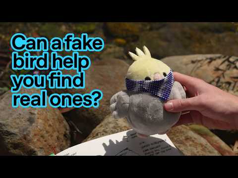 Video Thumbnail: Meet Birding Pal