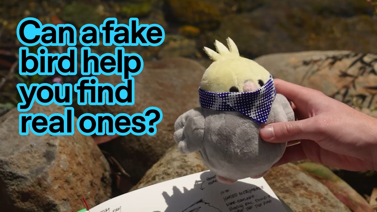 Meet Birding Pal - OpenAI Youtube