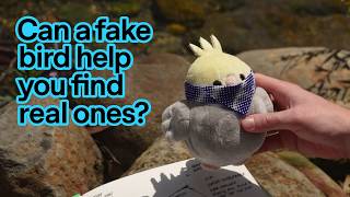 Meet Birding Pal