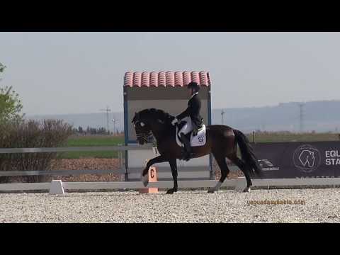 NADAL SU - DEBUT INTER I - DRESSAGE HORSES IN MADRID - YEGUADA SUSAETA