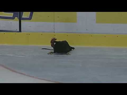 Kohout na lede?! Kladno VS Olomouc 5:4