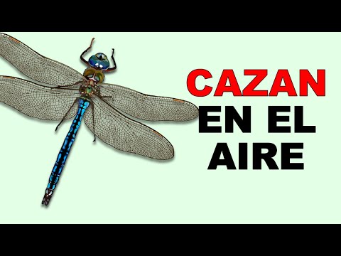 Libélulas: DATOS CURIOSOS Sobre Estos CAZADORES del AIRE 🛩 - Animales Salvajes