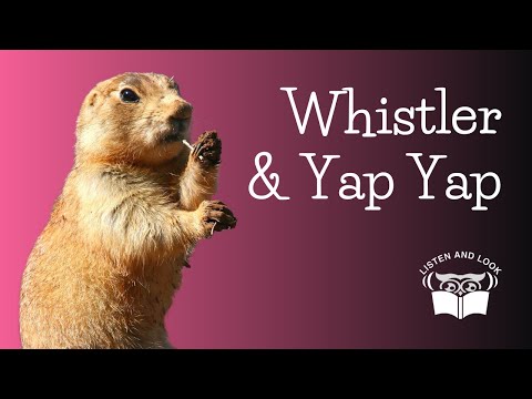 Listen and Look Burgess Animal Book Chapter 8: Whistler and Yap Yap