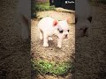 French Bulldog dogs for sale: Silvers Raleigh  - Video 3