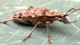 preview picture of video 'Nokia N8 - Ribbed Pine Borer (Rhagium Inquisitor) insect'
